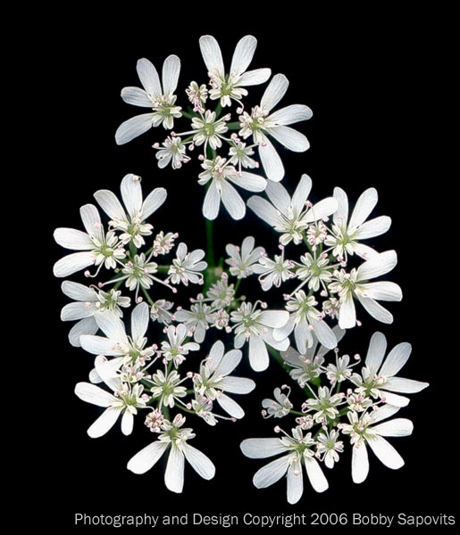 Cilantro flowers