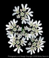 cilantro flowers
